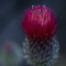 detail macro photography